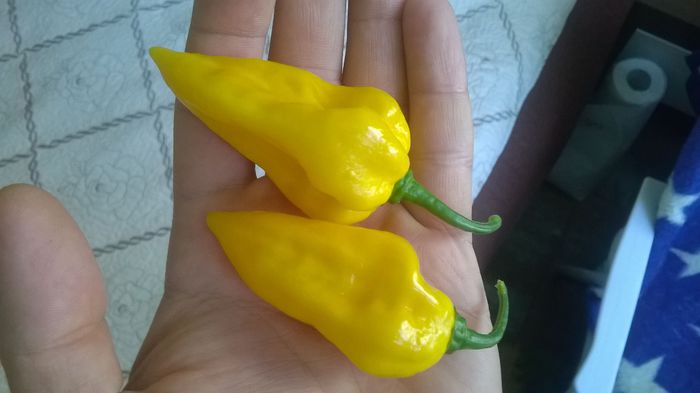 Bhut Orange1