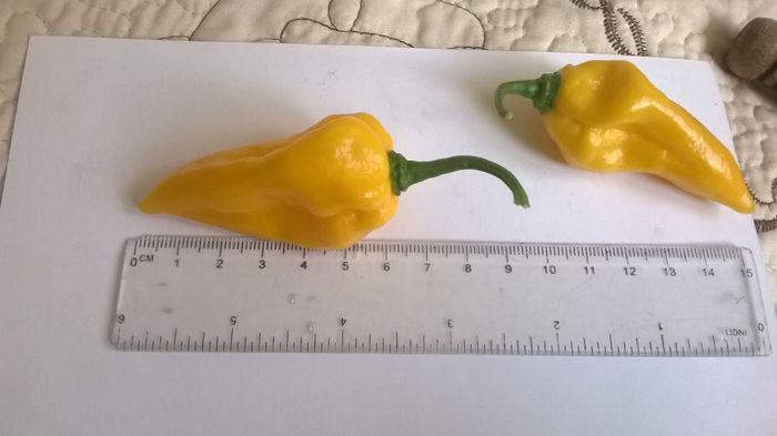 Bhut Orange 2