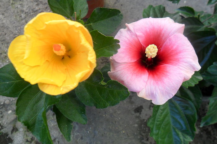 starlet si pink dream