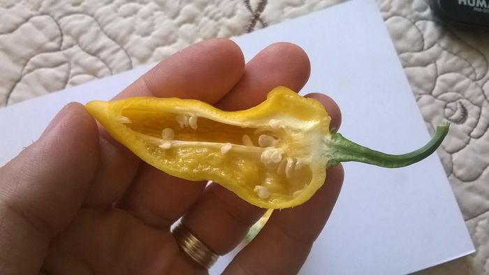 Bhut Orange3