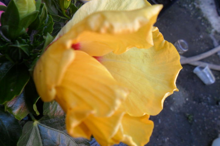 Picture 090 - hibiscusi 2014-2