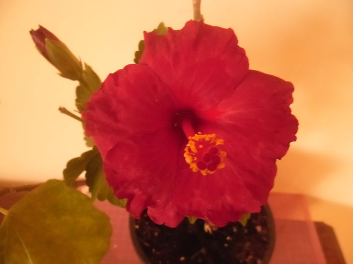 Helene - Hibiscus 2014-1