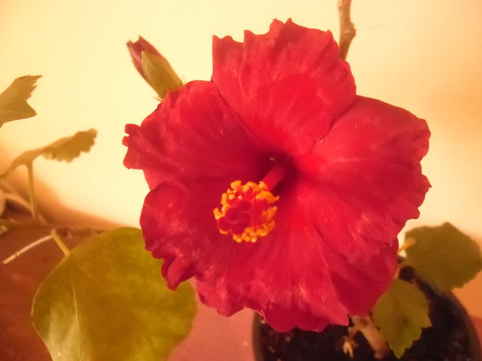 015 - Hibiscus 2014-1