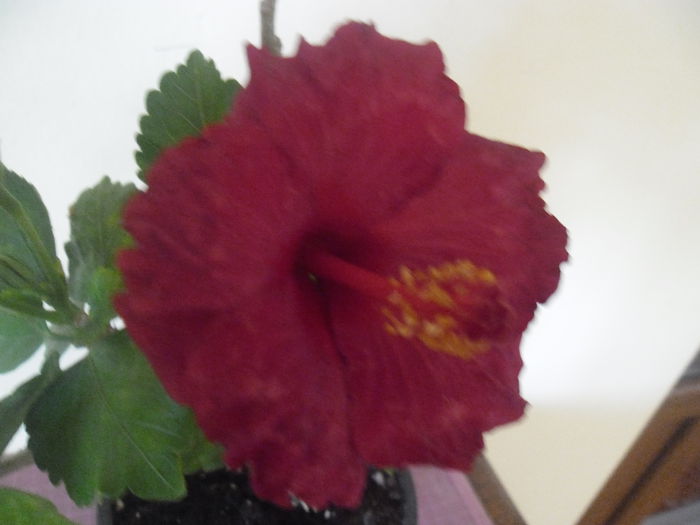 017 - Hibiscus 2014-1