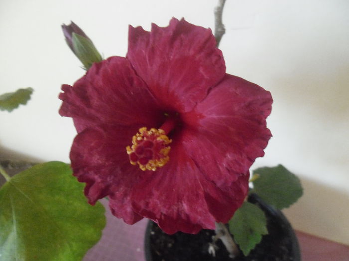 018 - Hibiscus 2014-1