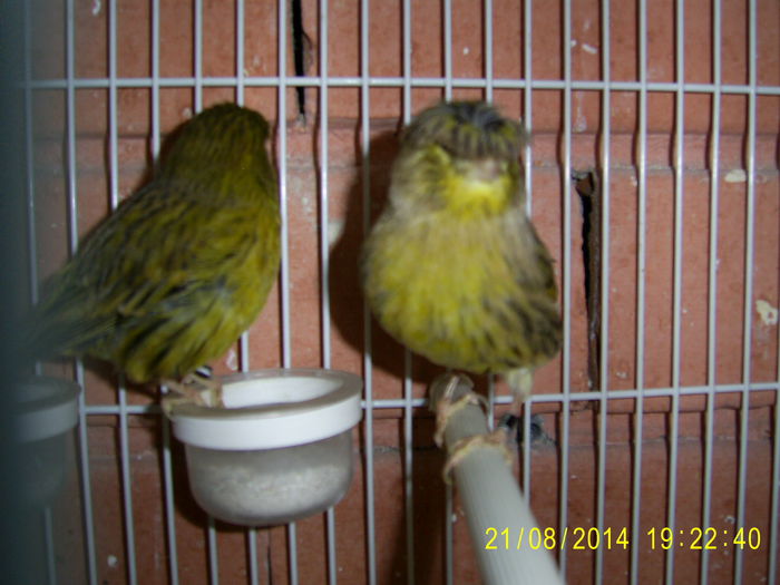 022 - Canari Gloster - 2014