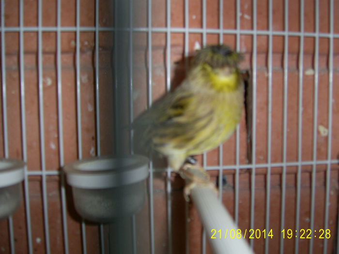 021 - Canari Gloster - 2014