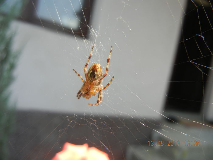 Orange Spider_Paianjen (2013, Aug.13) - SPIDER_Paianjen