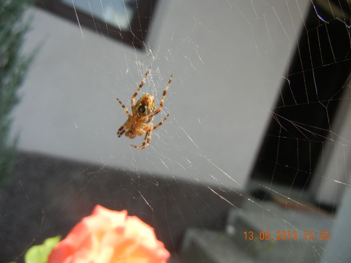 Orange Spider_Paianjen (2013, Aug.13)