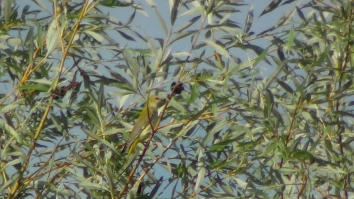 ii vad cand si cand - grangurii-el si ea-din gradina