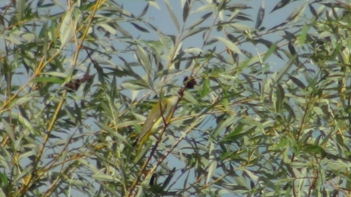 acum mai mult ea decat el - grangurii-el si ea-din gradina