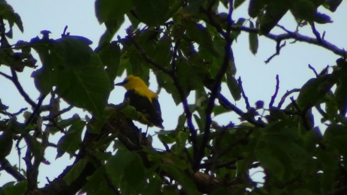 de 15august si-au reinceput vizitele - grangurii-el si ea-din gradina