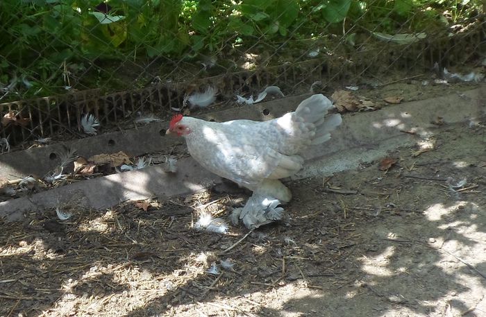 Miideflori isabell - K - Mii de flori 2014