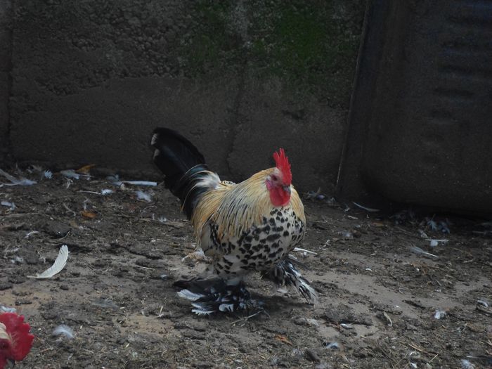 Mascul Lemon - K - Mii de flori 2014