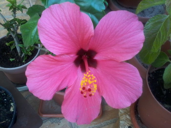 20140831_192822 - Hibiscus 2014-2015