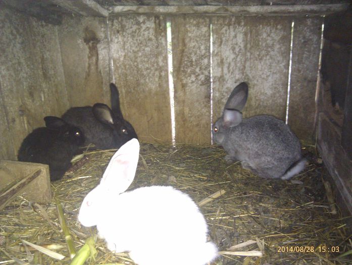 4 FEMELE; oprite pt matca viitoare 2015
