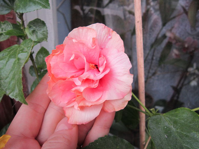 roz dublu cu mijlc rosu clasic