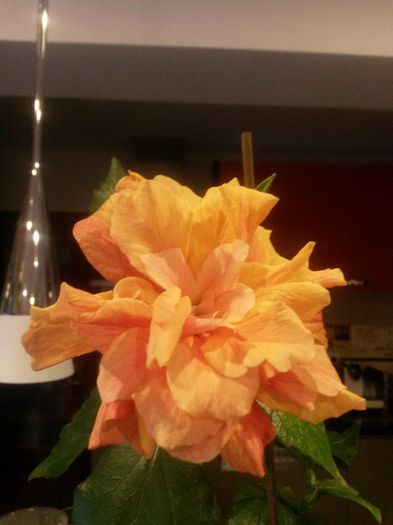 asteptat 1an sa infloreasca si mai am ca el - hibiscusi