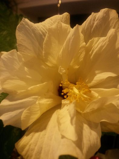20140831_180943 - hibiscusi