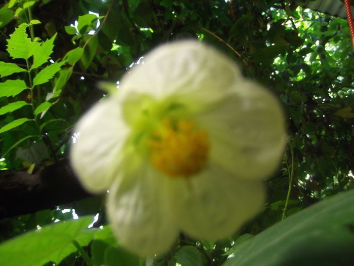 DSCF2215