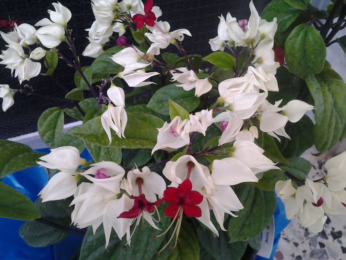 clerodendron thomsoniae; cumparat sf. mai Grecia
