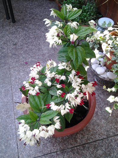 20140613_083540 - clerodendronii mei