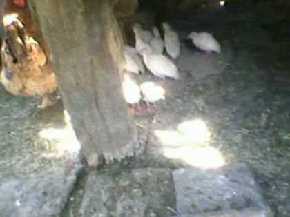 pui de bibilica de vanzare