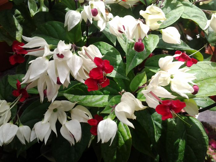 20140613_113725 - clerodendronii mei