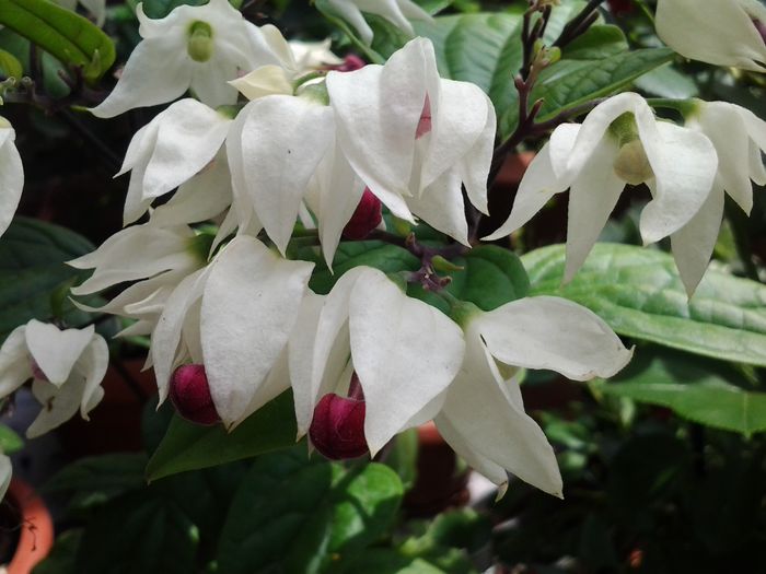 20140613_113707 - clerodendronii mei