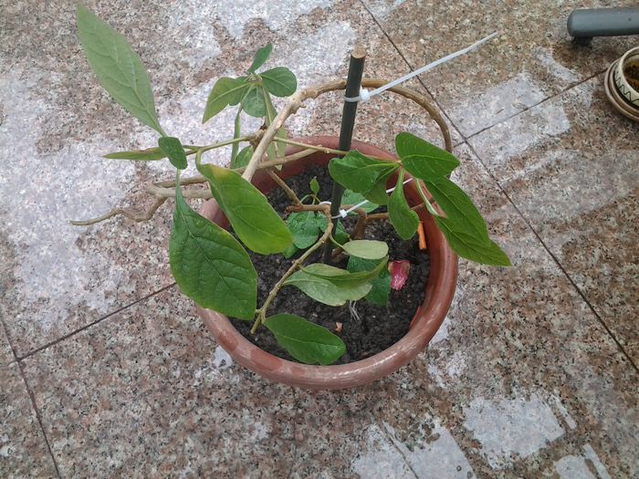 speciosum - clerodendronii mei