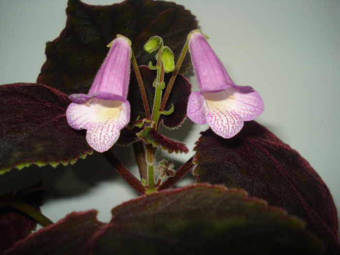 DSC09712 - FLORI 2014