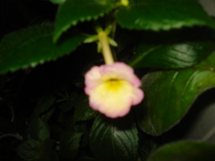 DSC09725 - FLORI 2014