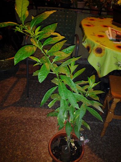 20140831_220053 - cestrum nocturnum