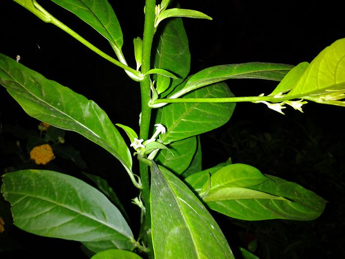 20140831_220021 - cestrum nocturnum