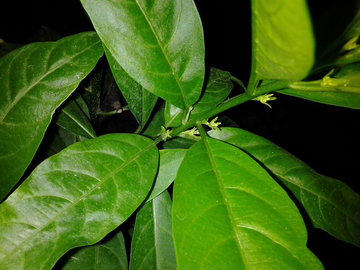 20140831_220450 - cestrum nocturnum