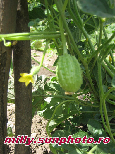 pictures 312 - Cucumis anguria