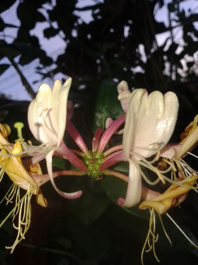 Fotografie-0082 - h2014 august