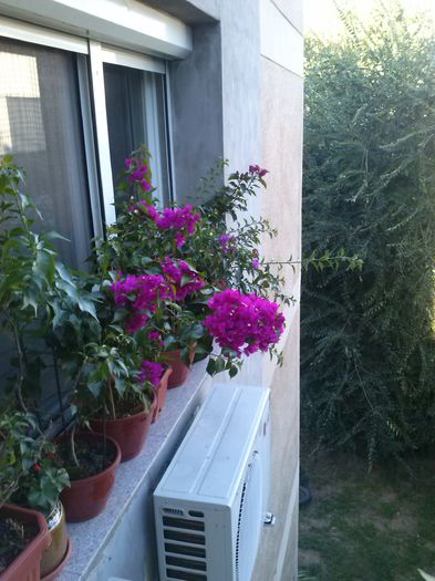 bouga 2014 (2) - BOUGAINVILLEA