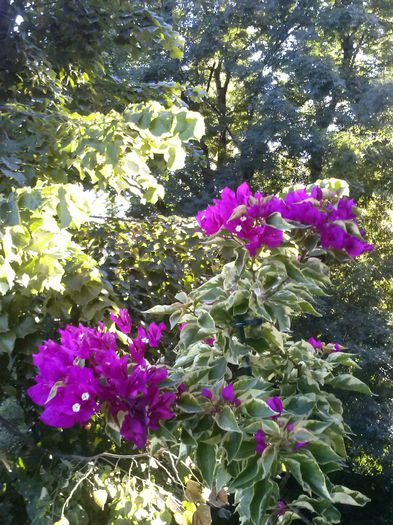 bouga variegata 2014