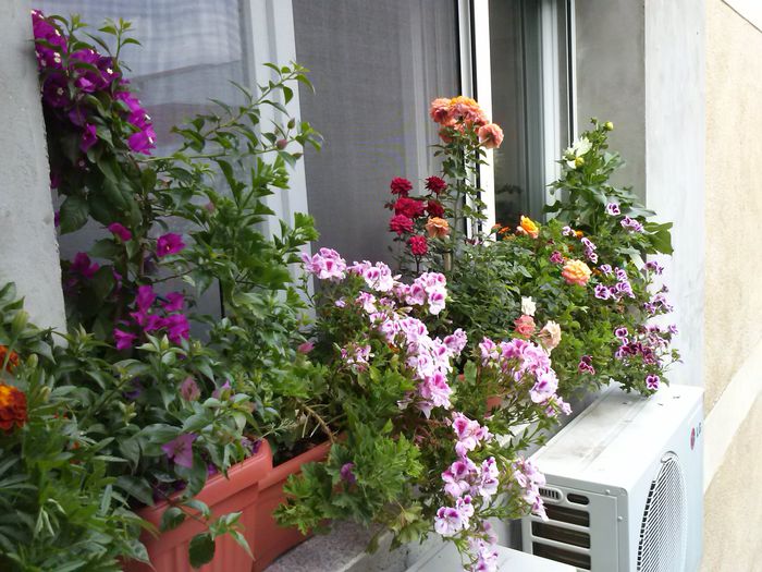 gradina mea de la geam 2013