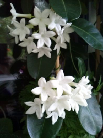 stefanotis 2013 - BOUGAINVILLEA