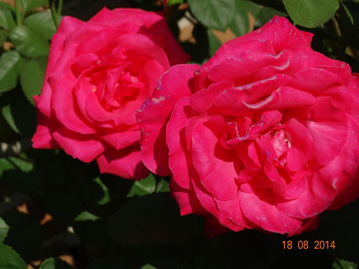 DSC07076