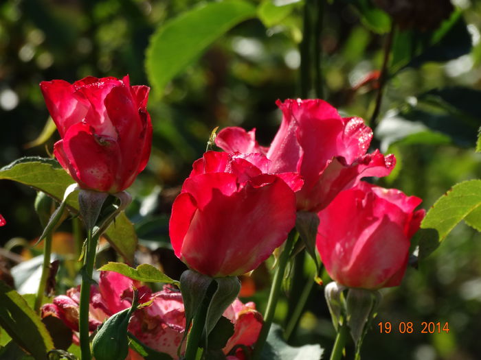 DSC07140