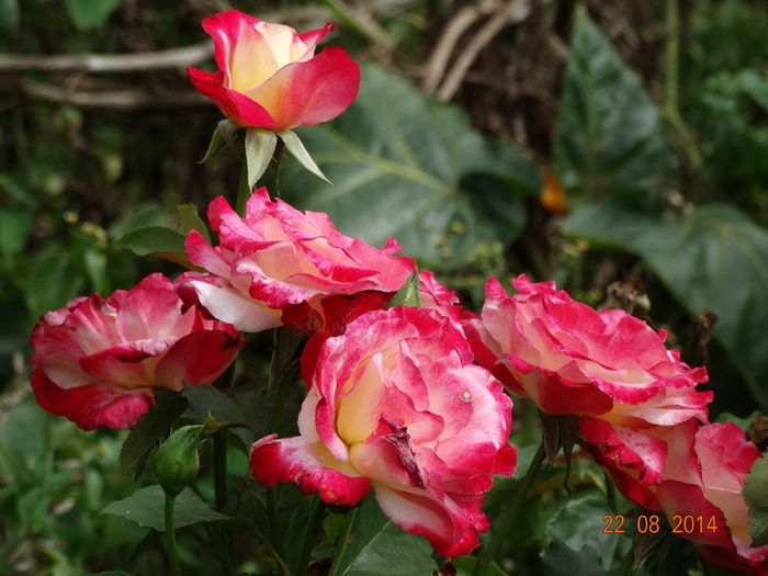 DSC07256