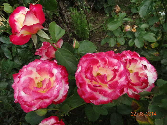 DSC07259