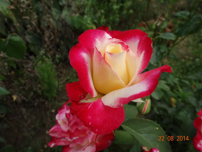DSC07258