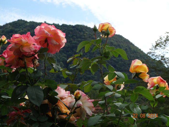 DSC07261