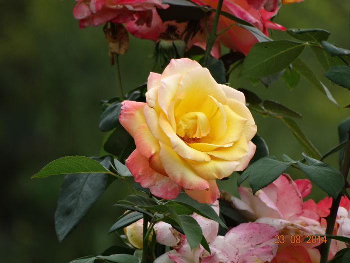 DSC07304