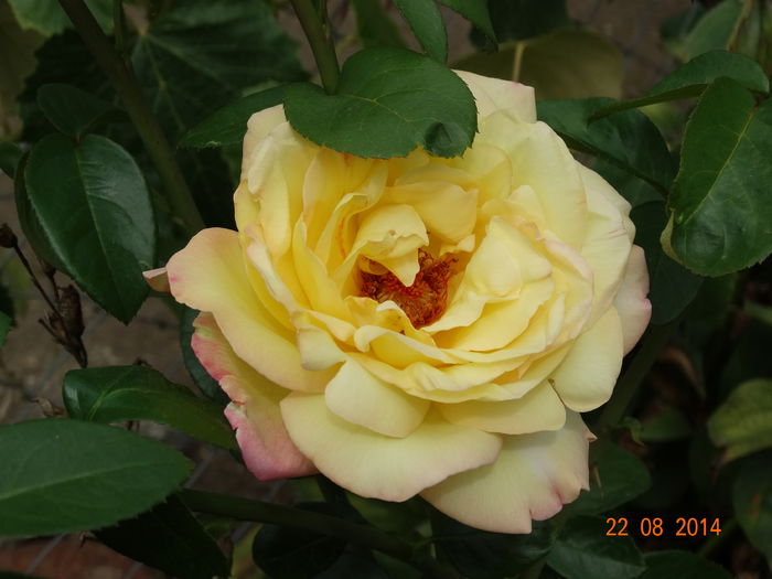 DSC07260