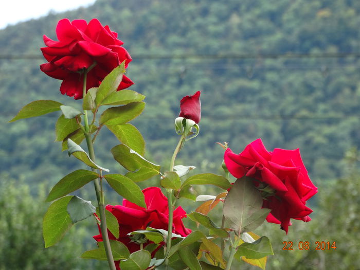 DSC07263